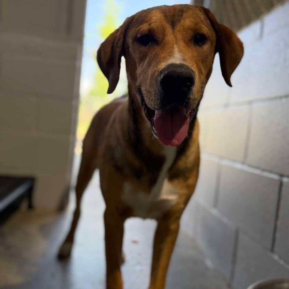 Enlarge Ranger 042503, a Adoptable mixed breed in Amory, MS image 1/1