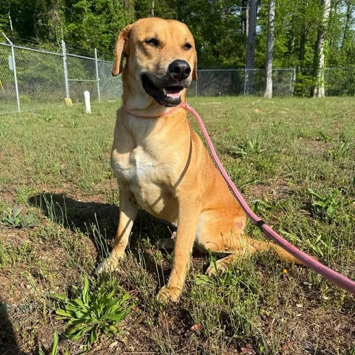 Enlarge Ranger 042503, a Adoptable mixed breed in Amory, MS image 6/6