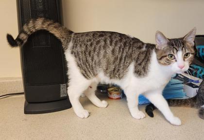 Enlarge Twix, a ADOPTABLE mixed breed in Fairfield, IA image 1/1