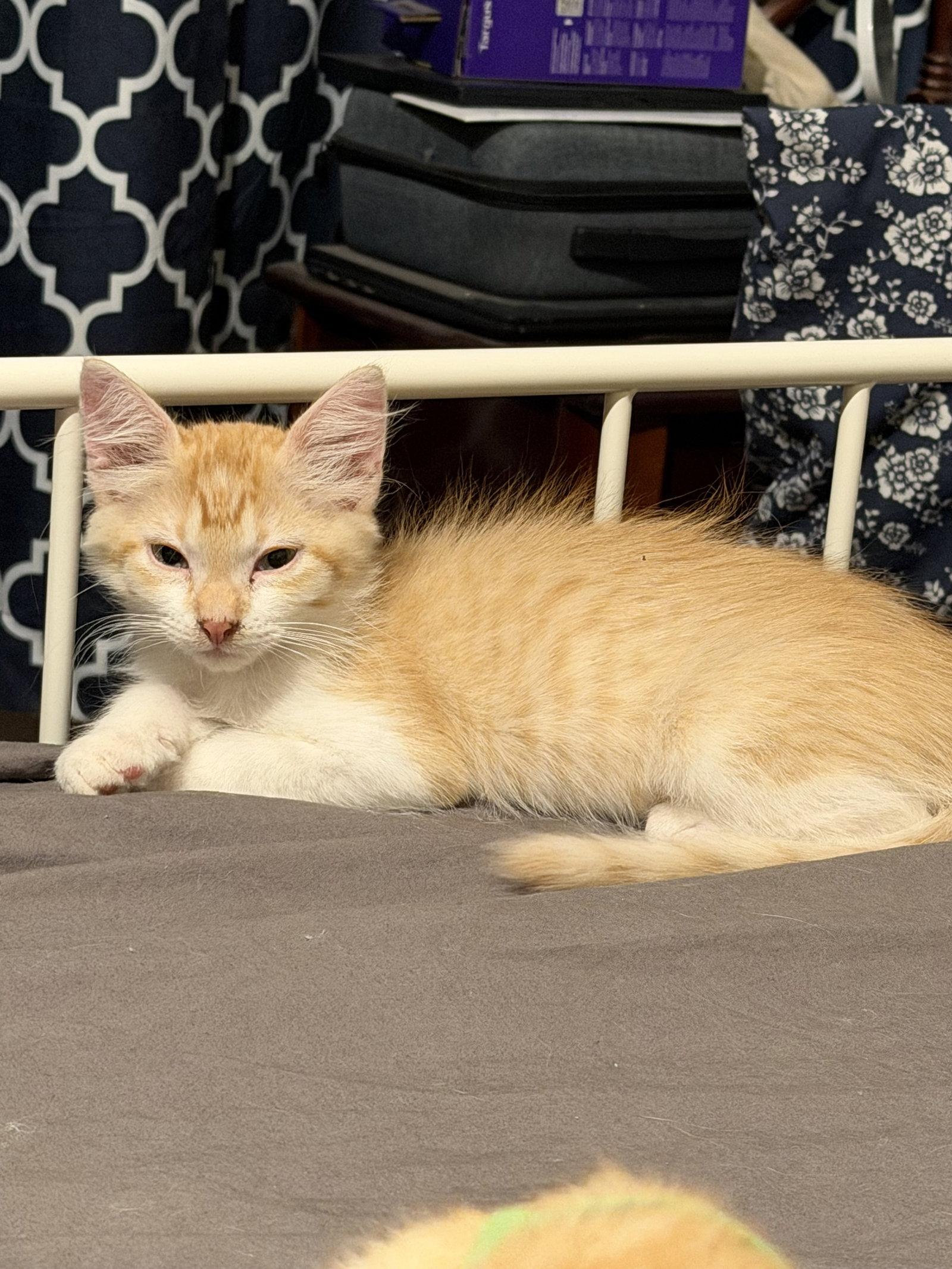 Enlarge Joey ( EE), a Adoptable Tabby in Vallejo, CA image 2/3