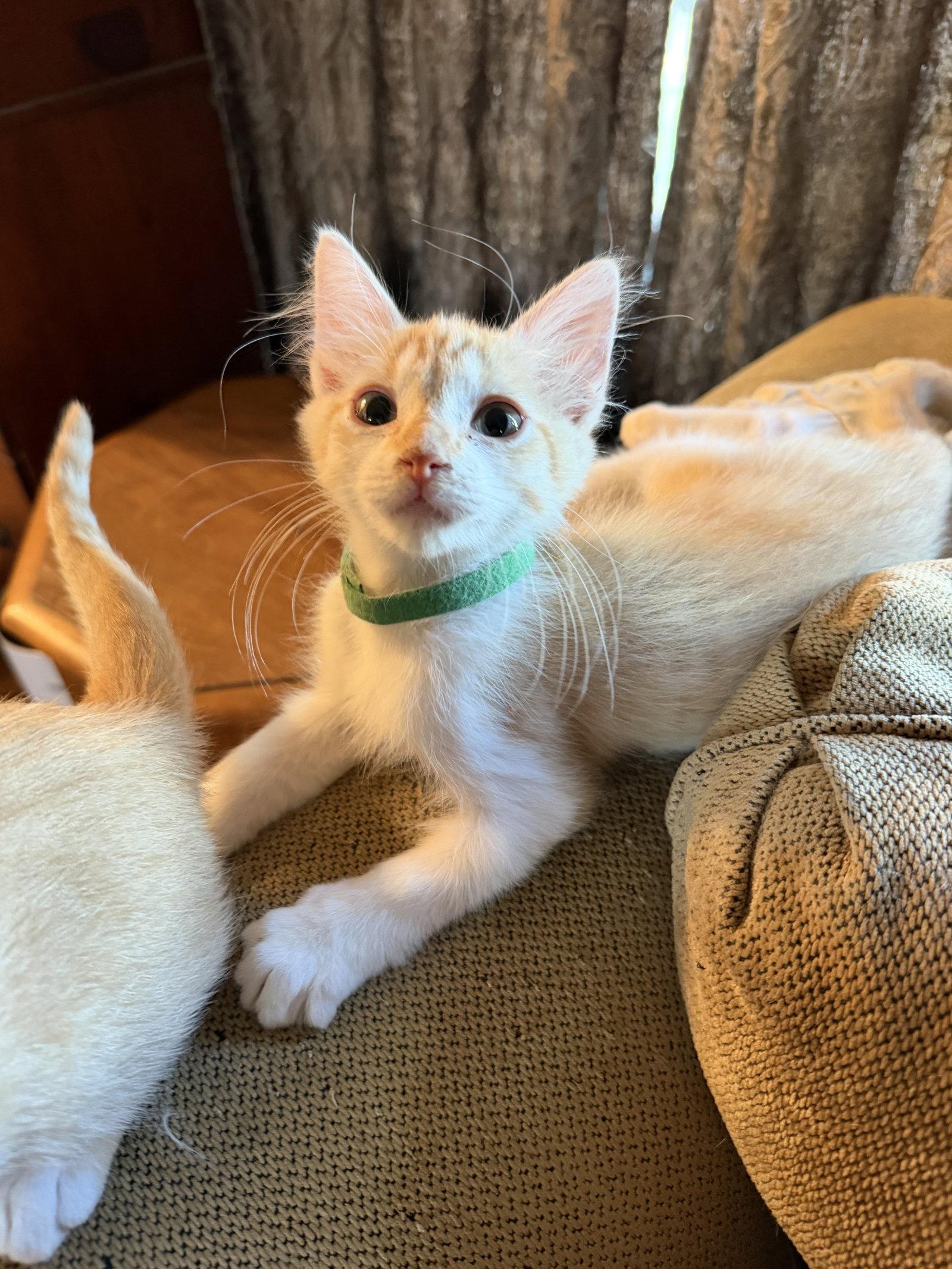Enlarge Joey ( EE), a Adoptable Tabby in Vallejo, CA image 3/3