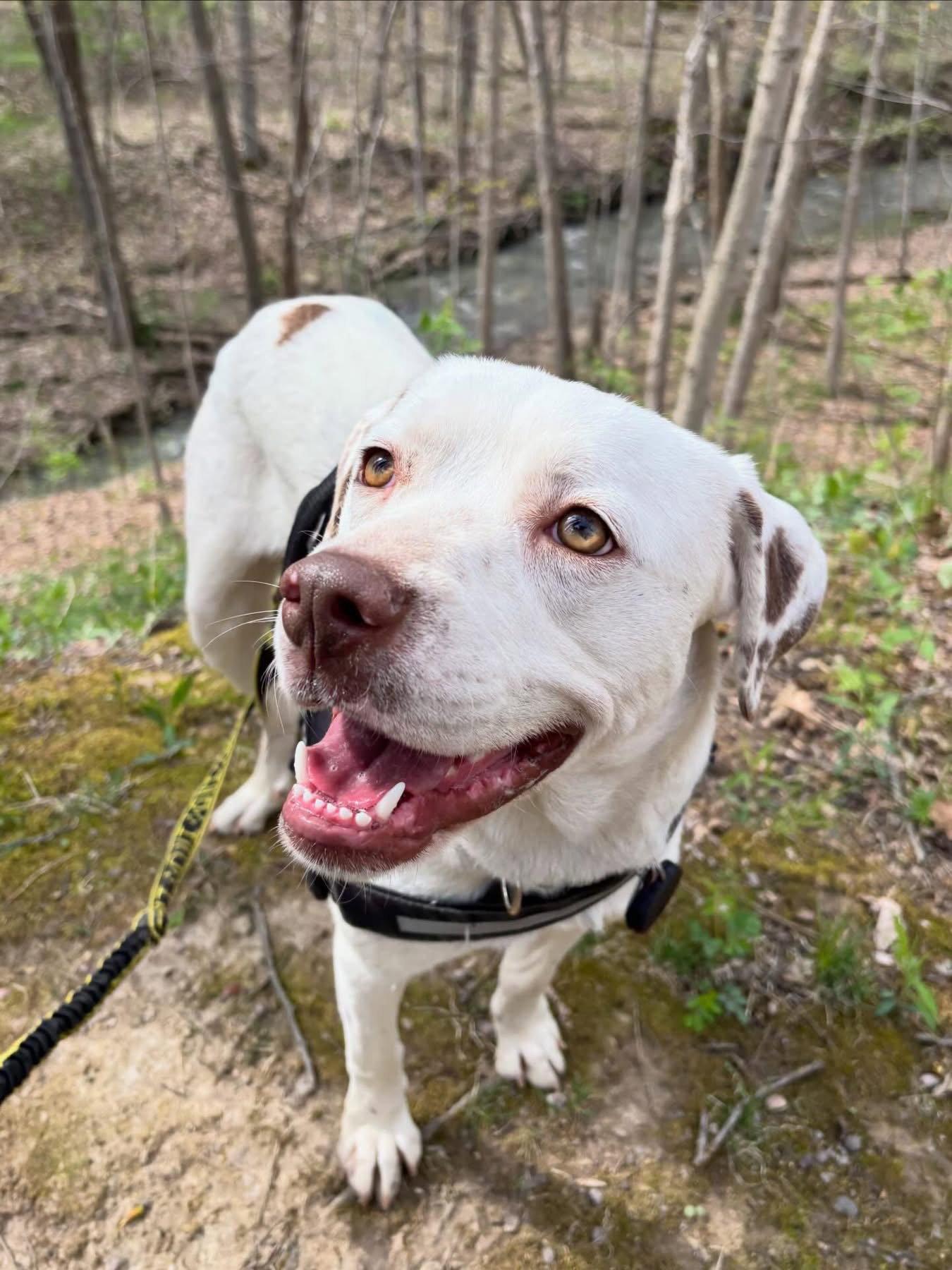 Dottie, Adoptable, Young Female Mixed Breed.