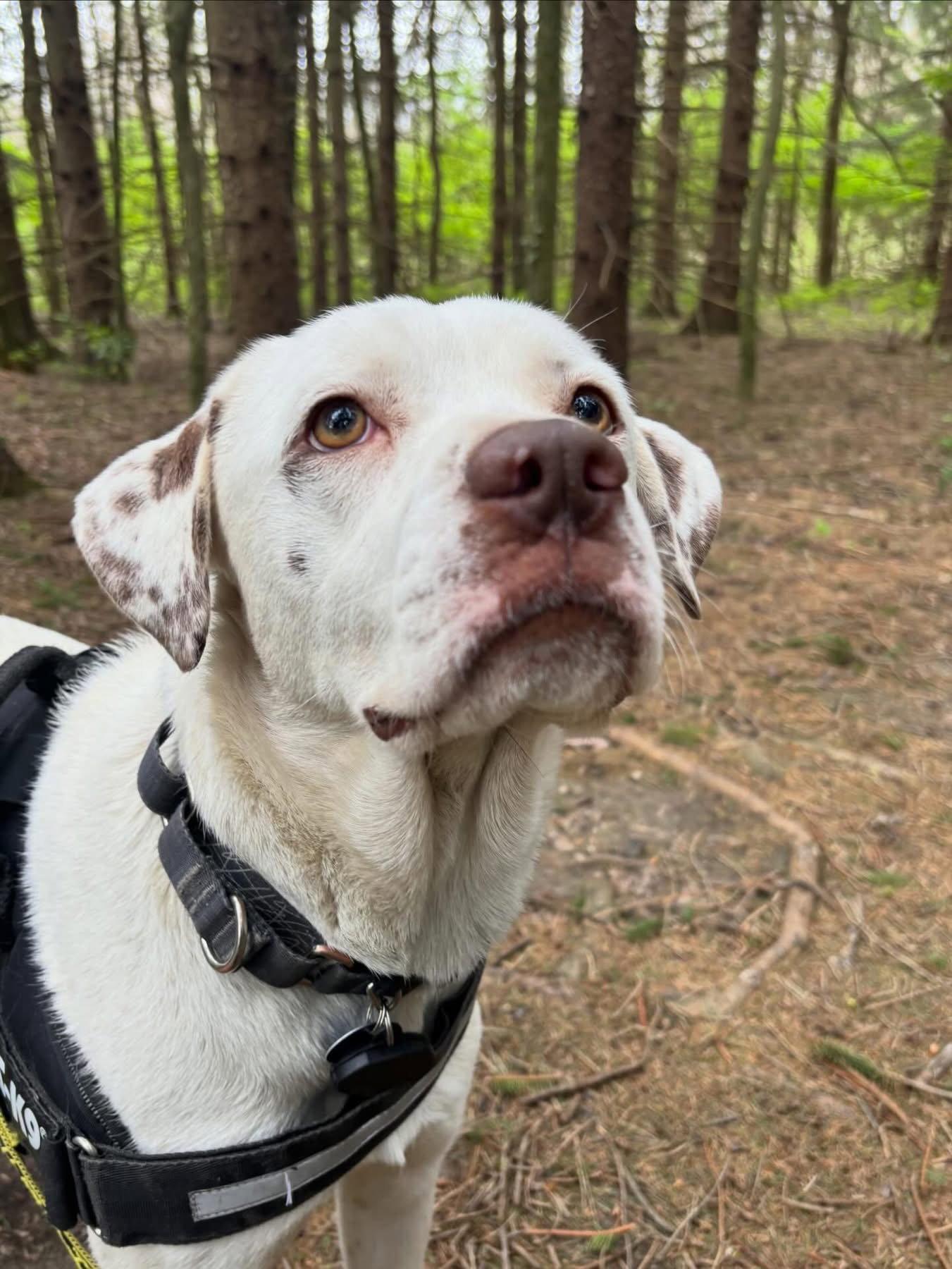 Enlarge Dottie, a Adoptable Mixed Breed in Powell, OH image 2/3
