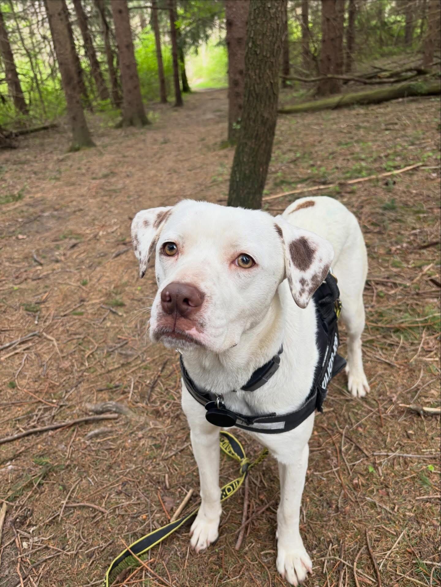 Enlarge Dottie, a Adoptable Mixed Breed in Powell, OH image 3/3