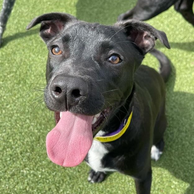 Enlarge Jeff, a Adopted mixed breed in Roswell, GA image 3/6