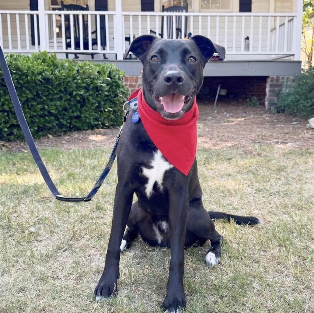 Enlarge Jeff, a Adopted mixed breed in Roswell, GA image 1/6