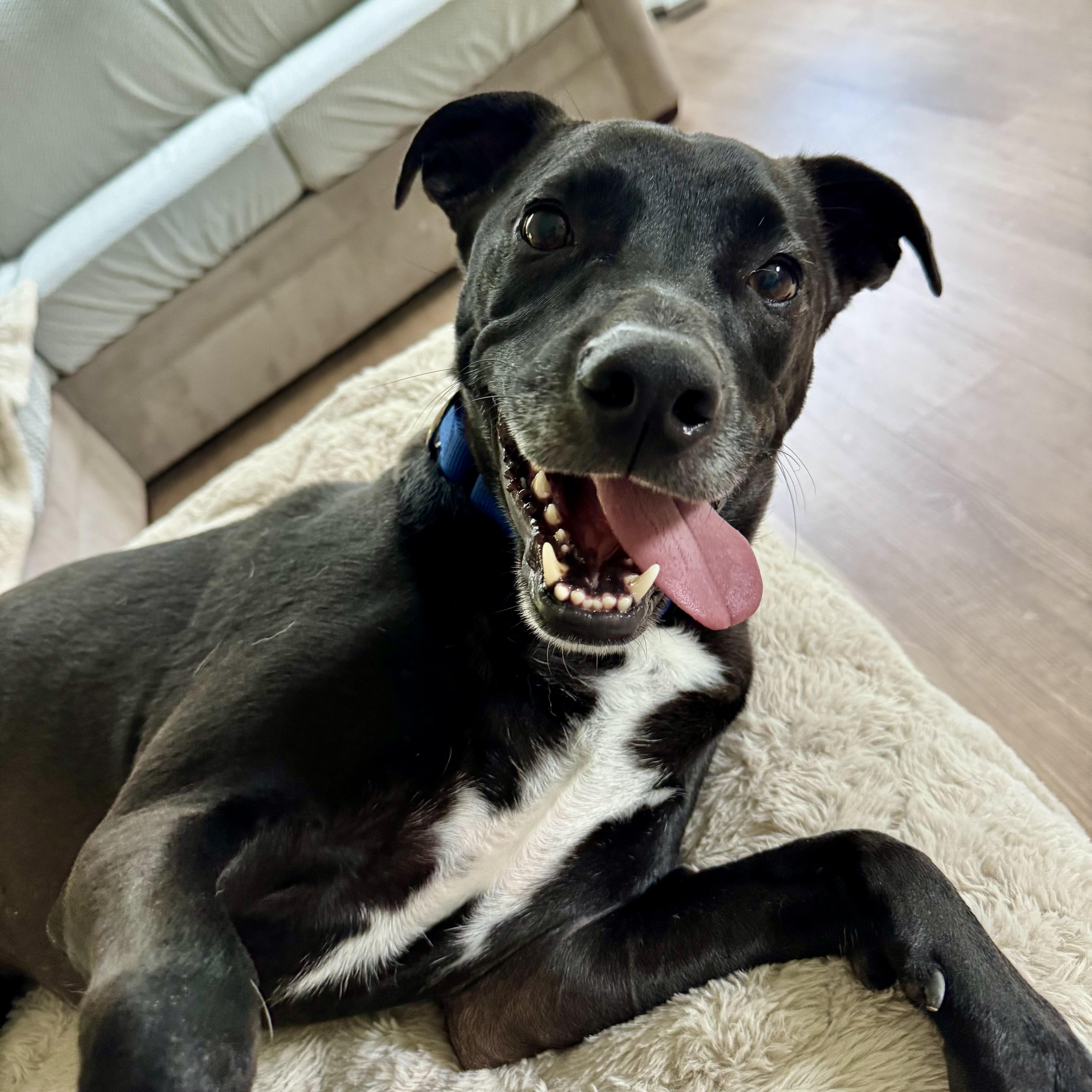 Enlarge Jeff, a Adopted mixed breed in Roswell, GA image 5/6