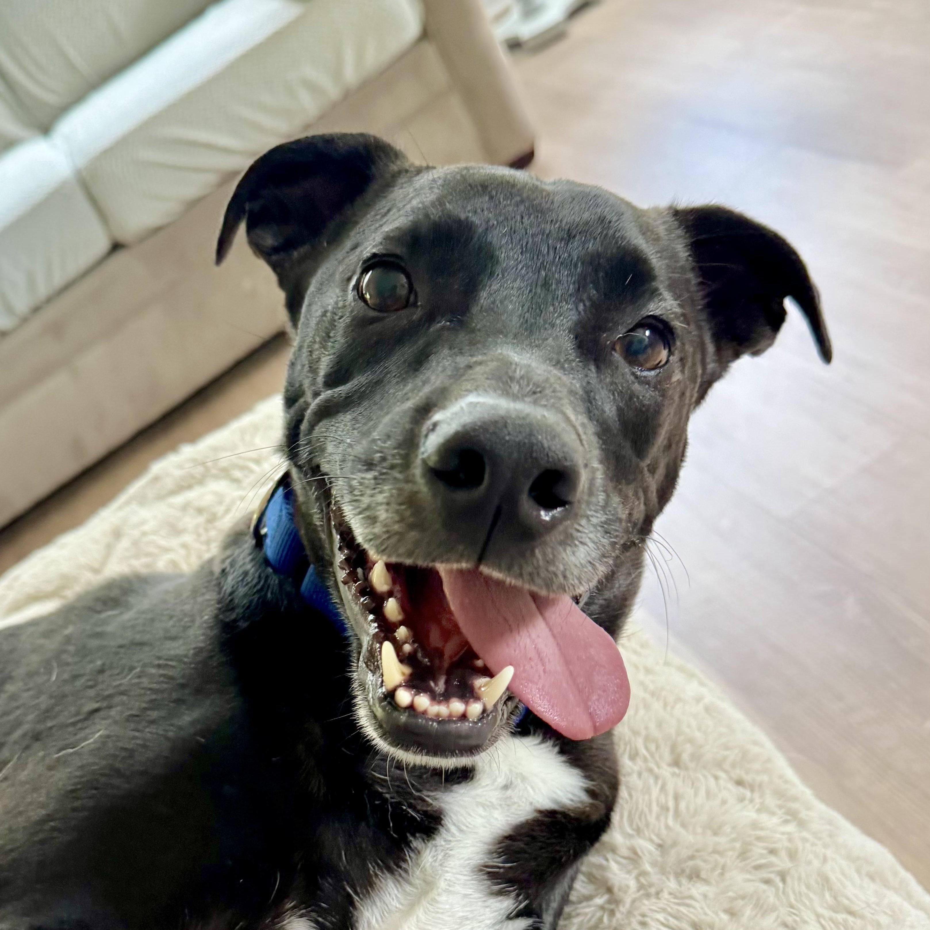Enlarge Jeff, a Adopted mixed breed in Roswell, GA image 2/6