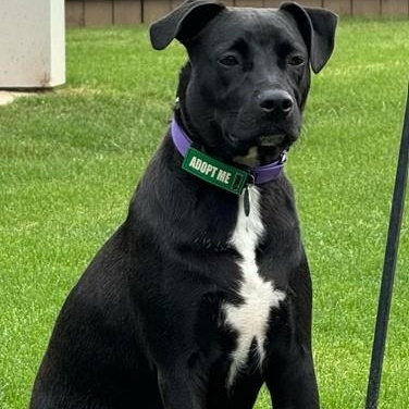 Enlarge Jeff, a Adopted mixed breed in Roswell, GA image 4/6