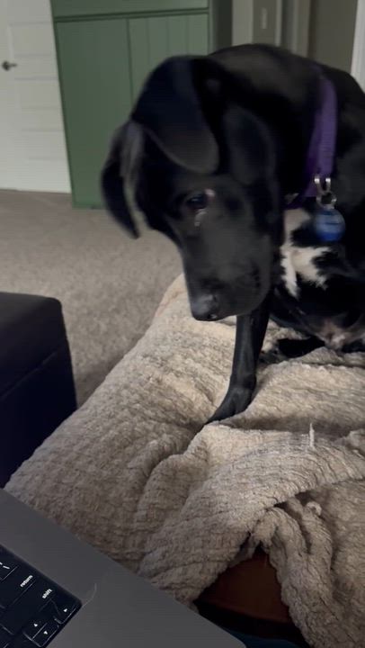 Enlarge Jeff, a Adopted mixed breed in Roswell, GA video 6/6