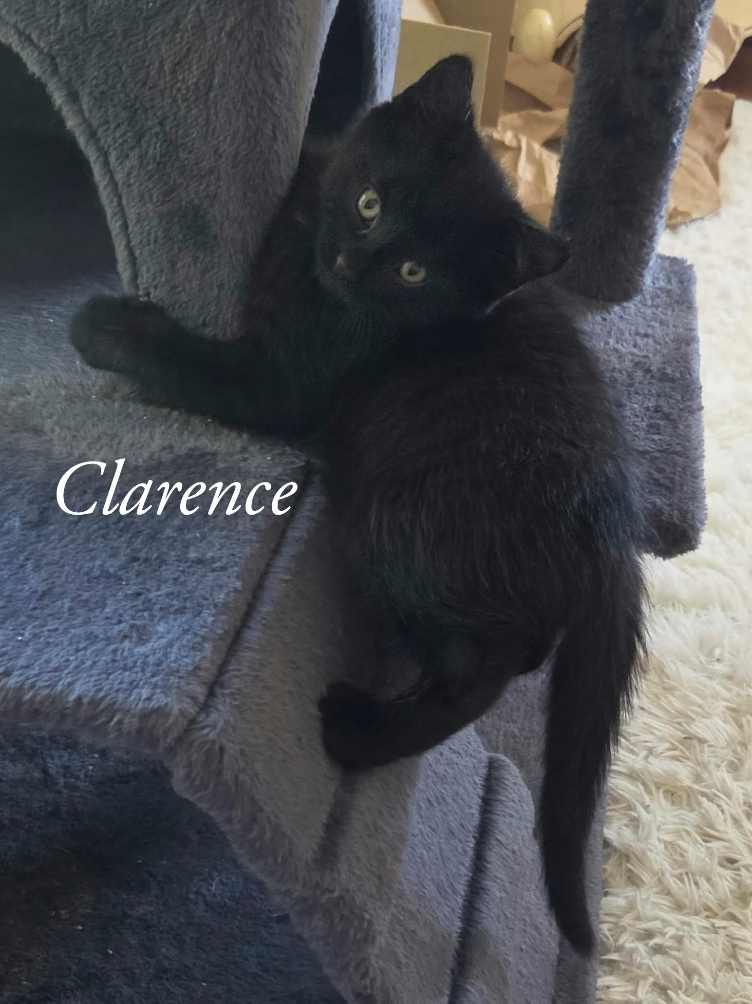 Clarence, Adopted, Kitten Male Domestic Long Hair.
