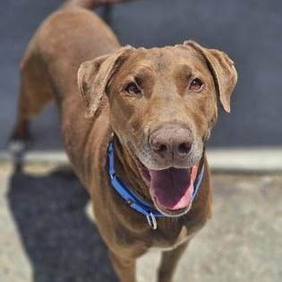 Charlie Brown, ADOPTABLE, Senior Male Chocolate Labrador Retriever.
