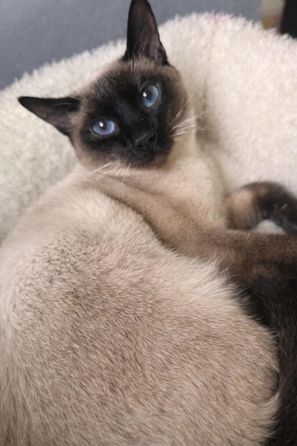Enlarge Gianna, an adopted mixed breed in Woodinville, WA image 3/5