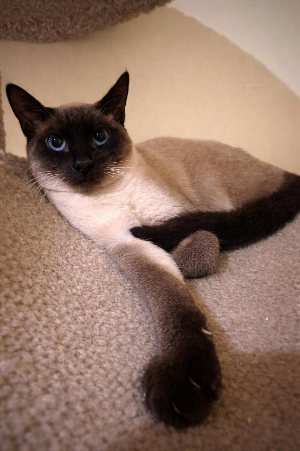 Enlarge Gianna, an adopted mixed breed in Woodinville, WA image 4/5