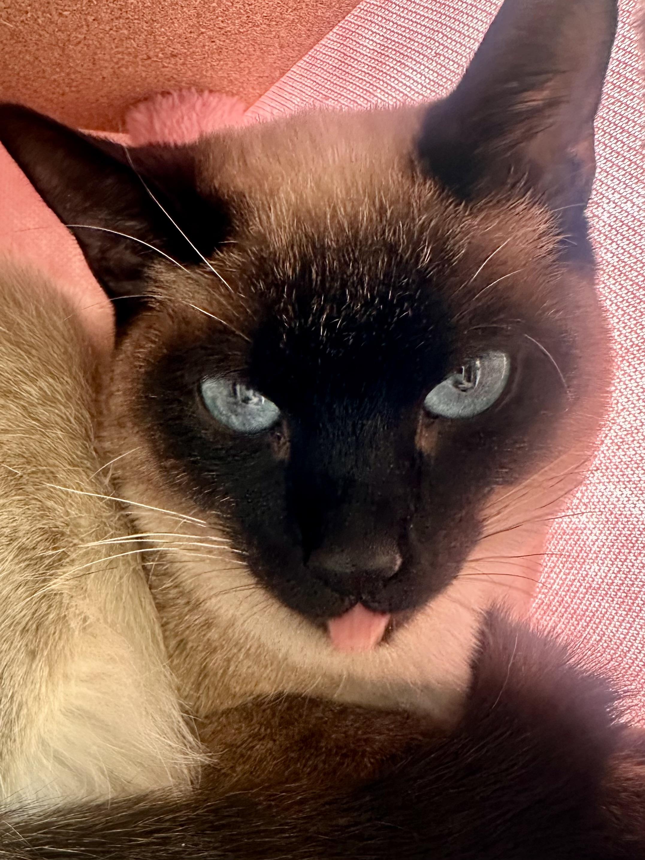 Enlarge Gianna, an adopted mixed breed in Woodinville, WA image 2/5