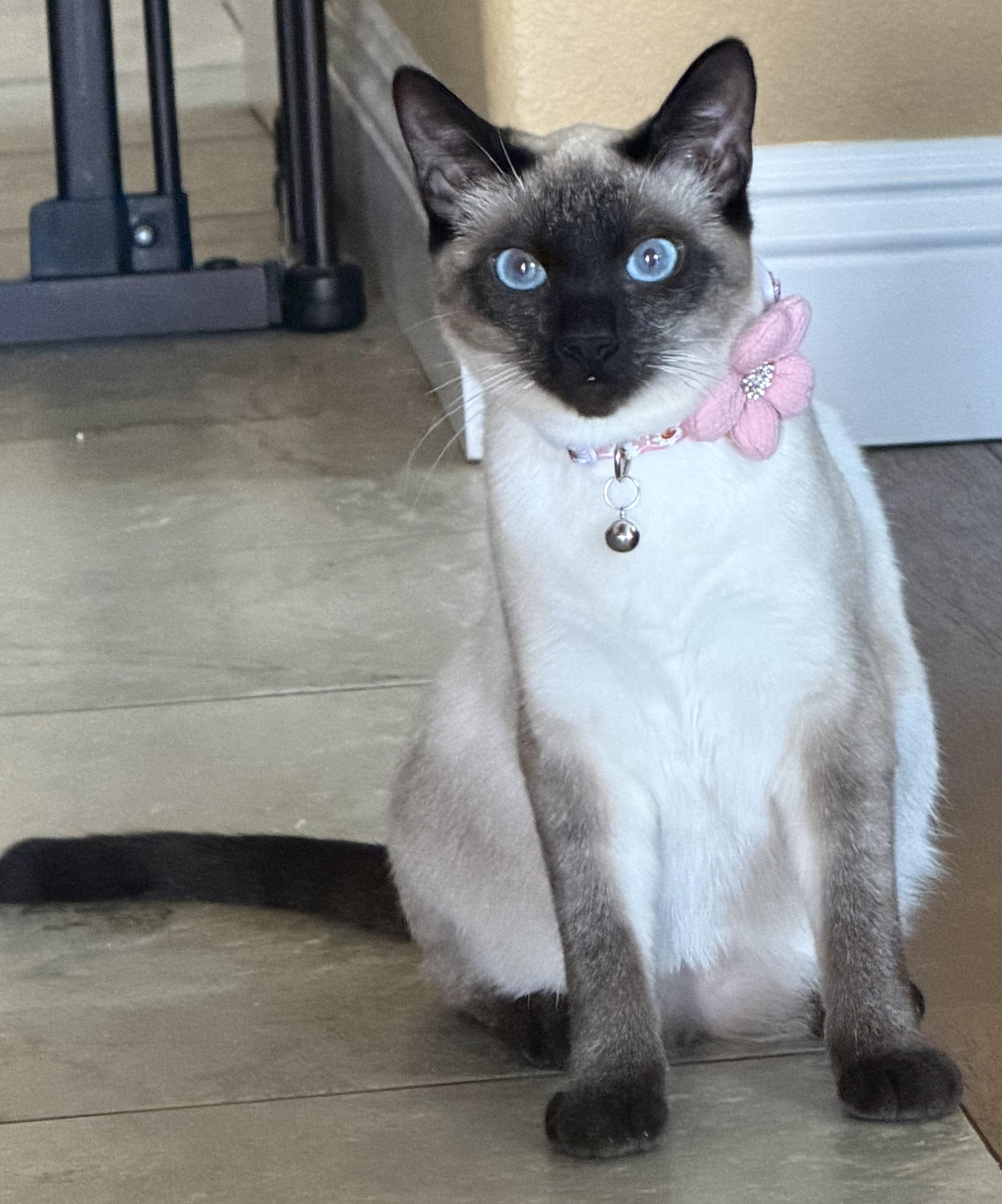 Enlarge Gianna, an adopted mixed breed in Woodinville, WA image 1/5