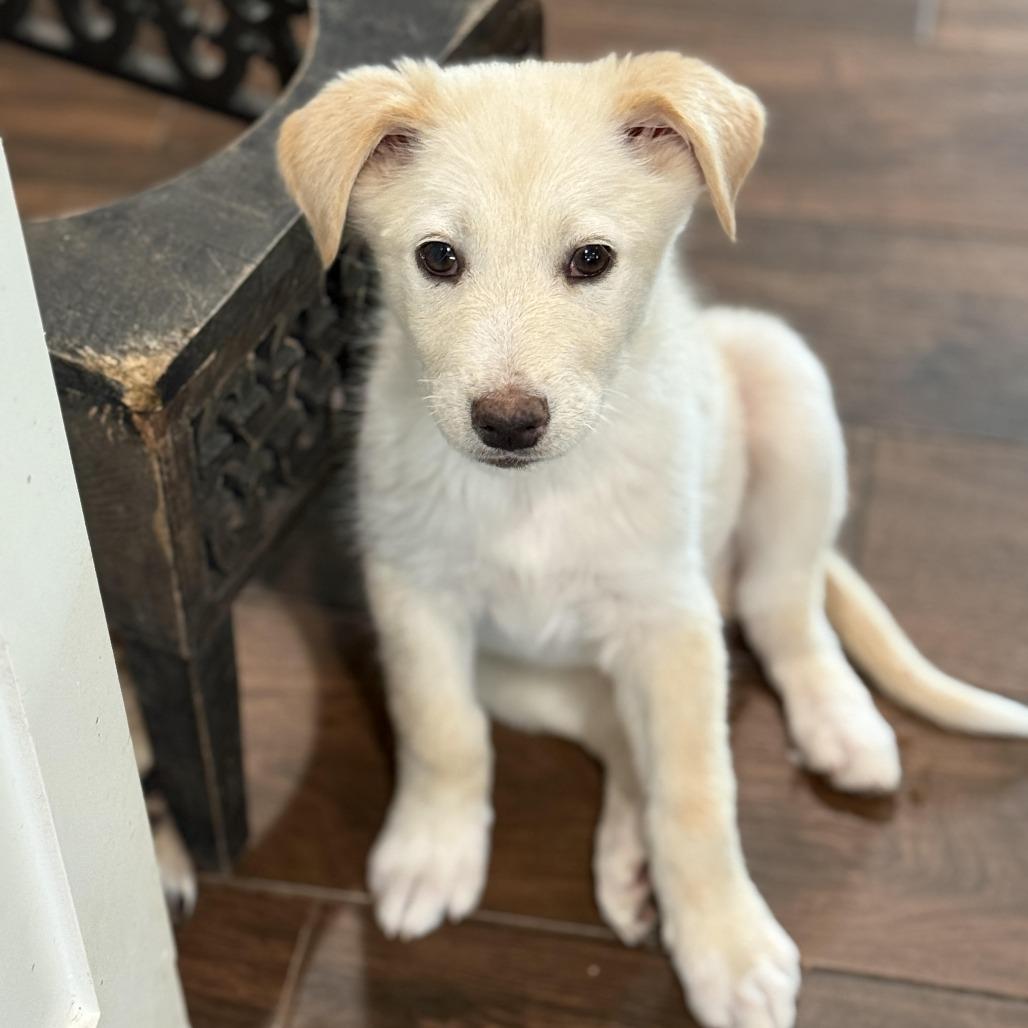 King, Adoptable, Puppy Male Shepherd & Mixed Breed.