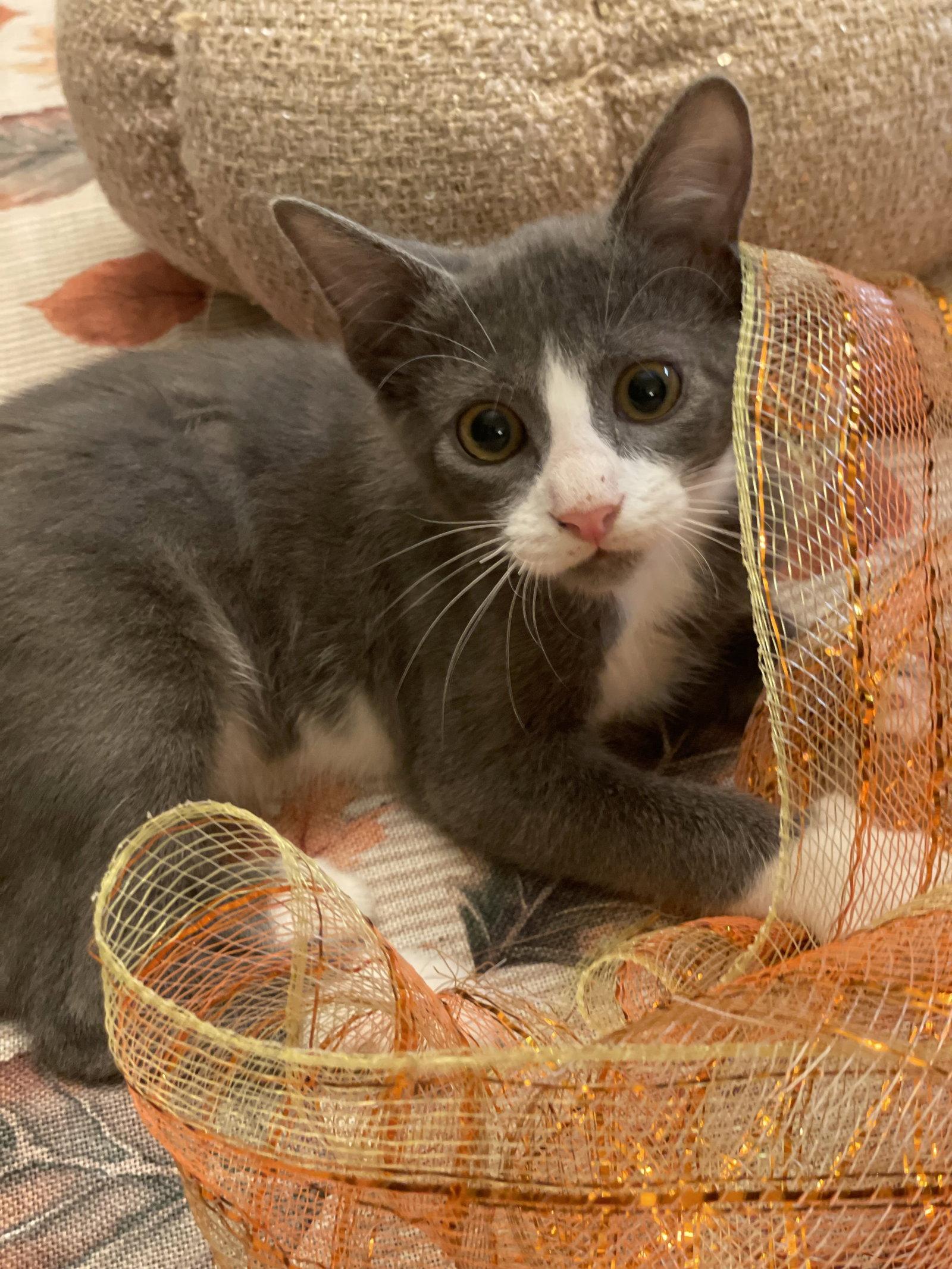 Roll (1781), Adoptable, Kitten Male Domestic Short Hair.