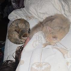 Mittens, Adoptable, Kitten Female Domestic Medium Hair.