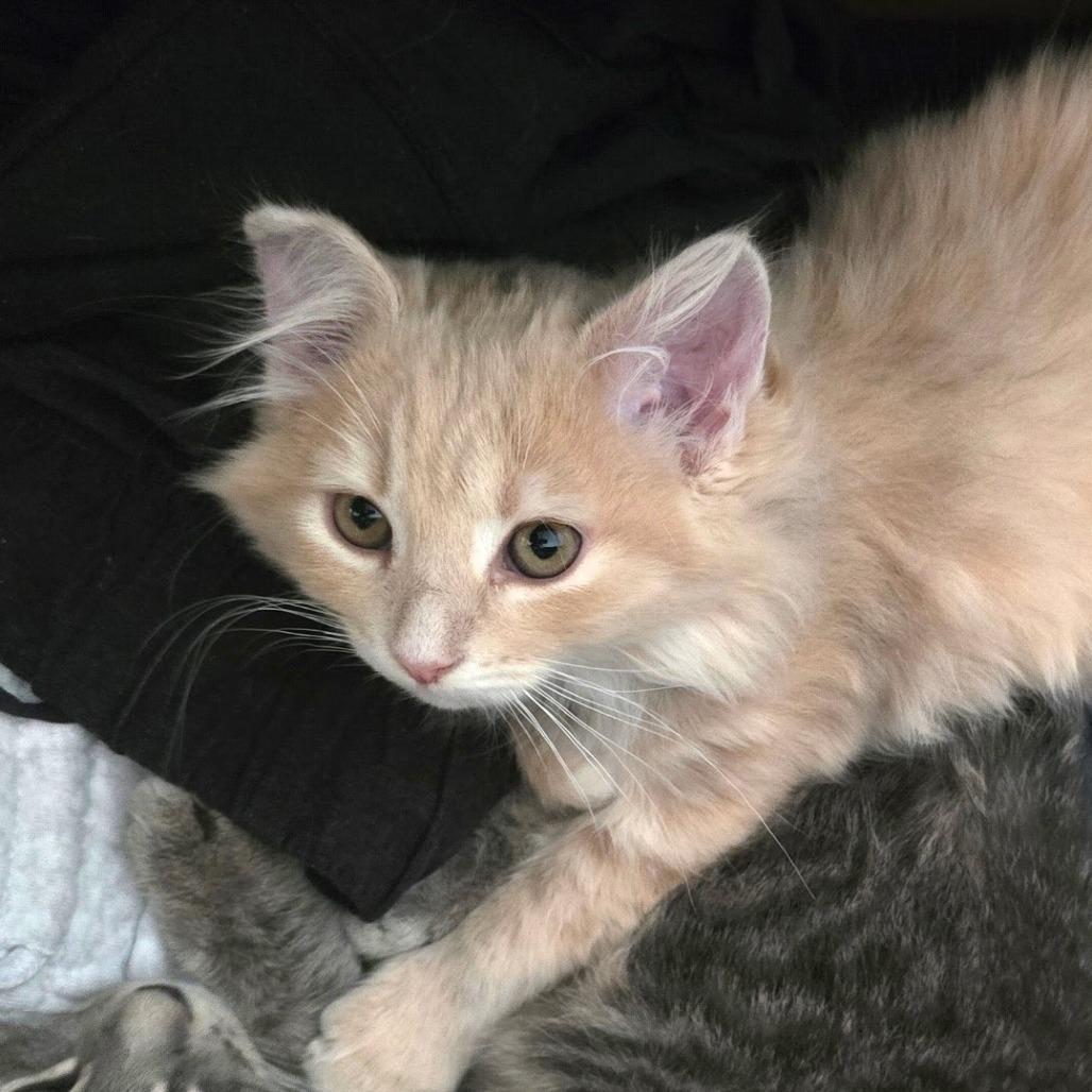 Enlarge Mittens, a Adoptable Domestic Medium Hair in Harrisonburg, VA image 2/2