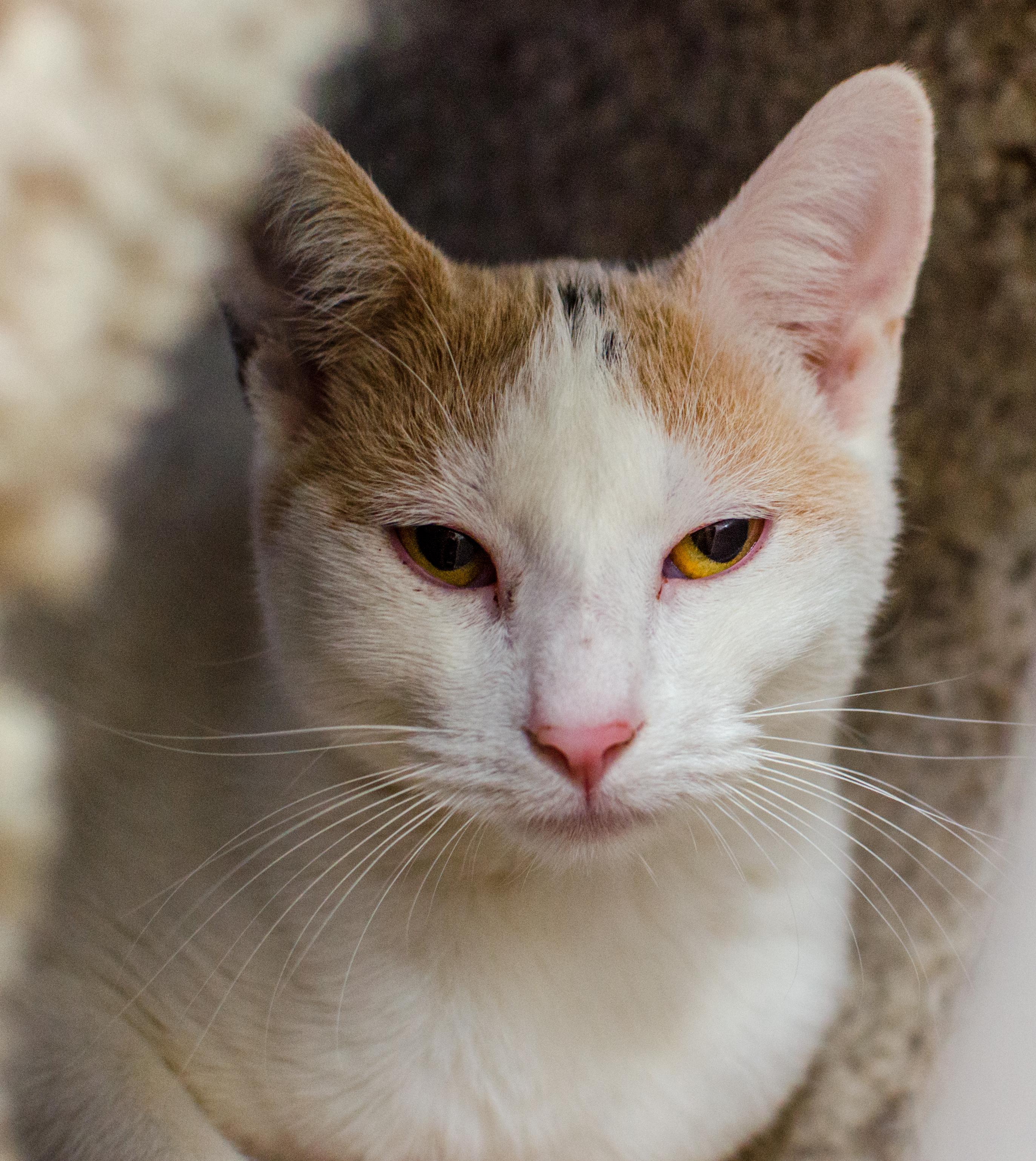 Lady Bell, a Adoptable Calico in Myrtle Beach, SC image 1/2