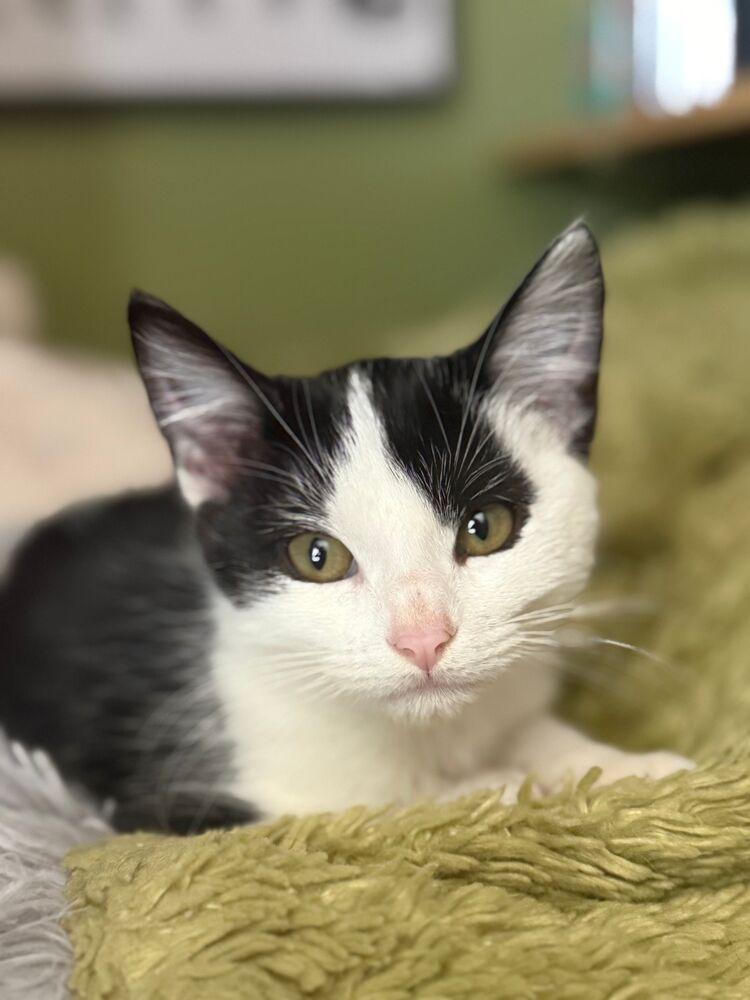 Enlarge Wednesday, a Adoptable Domestic Short Hair in McPherson, KS image 1/3