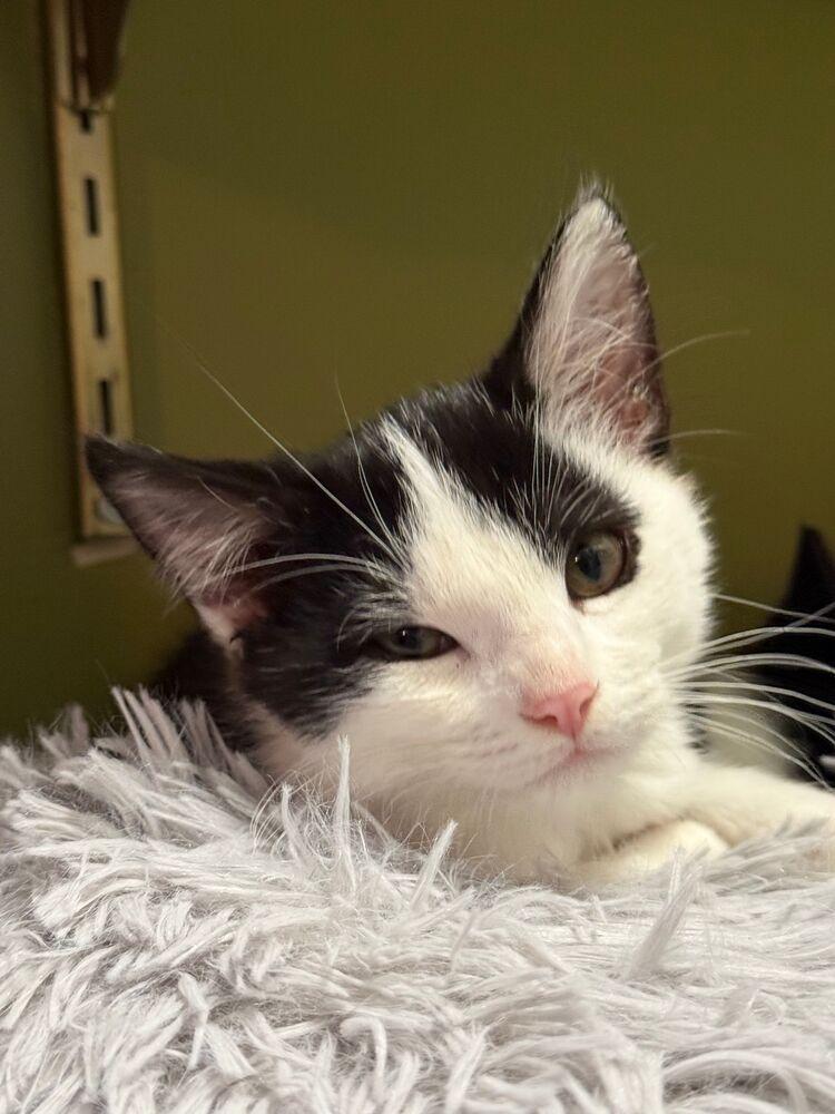 Enlarge Wednesday, a Adoptable Domestic Short Hair in McPherson, KS image 2/3