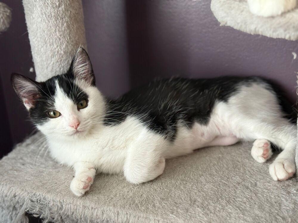 Enlarge Wednesday, a Adoptable Domestic Short Hair in McPherson, KS image 3/3