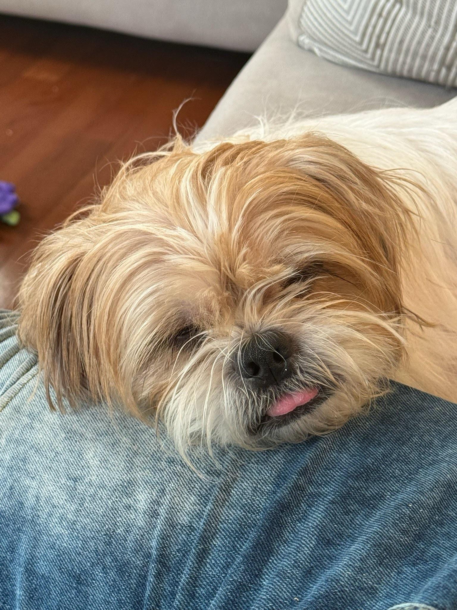 Enlarge Levi, a Adoptable mixed breed in Lovettsville, VA image 4/6