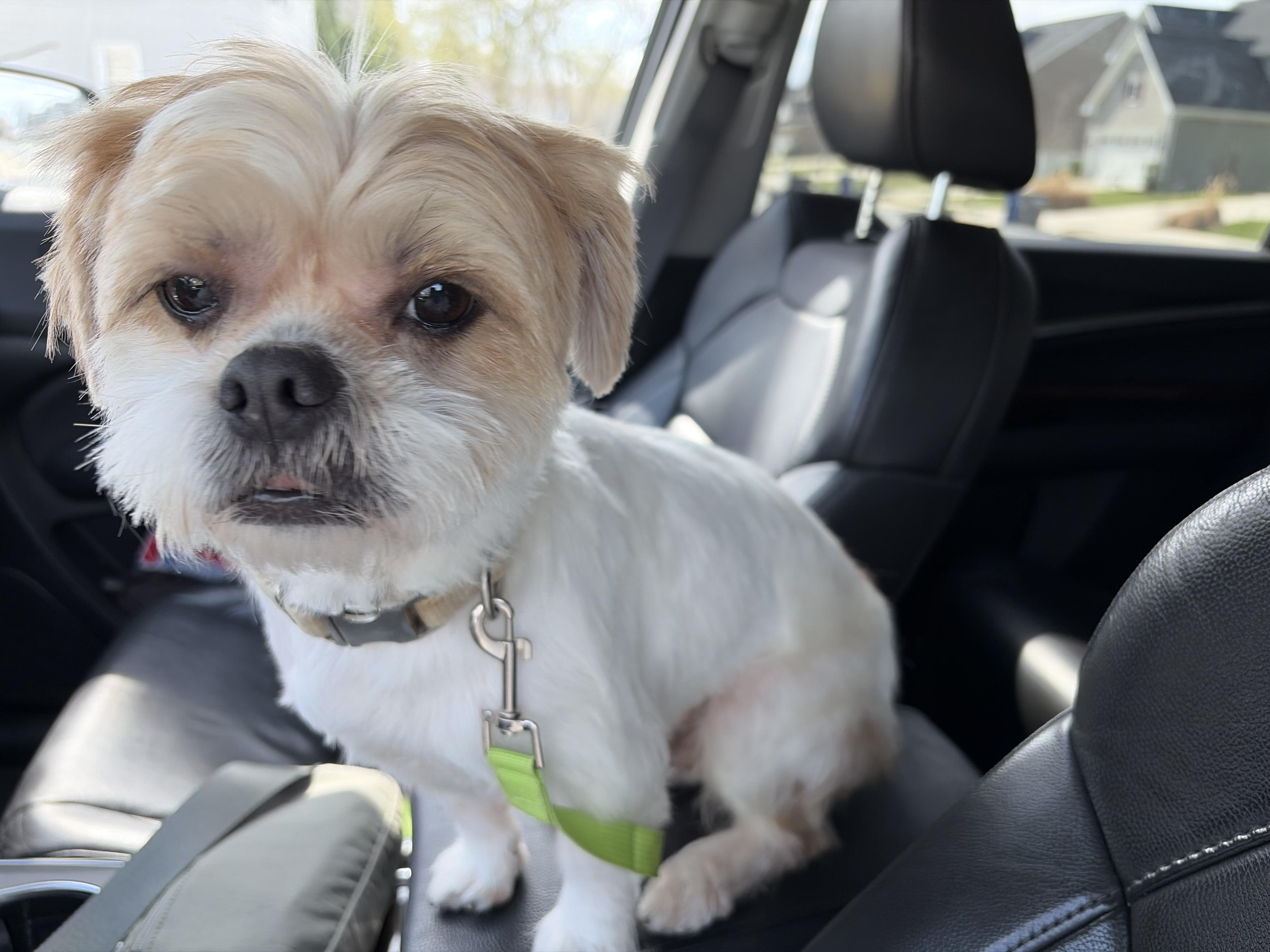 Enlarge Levi, a Adoptable mixed breed in Lovettsville, VA image 5/6