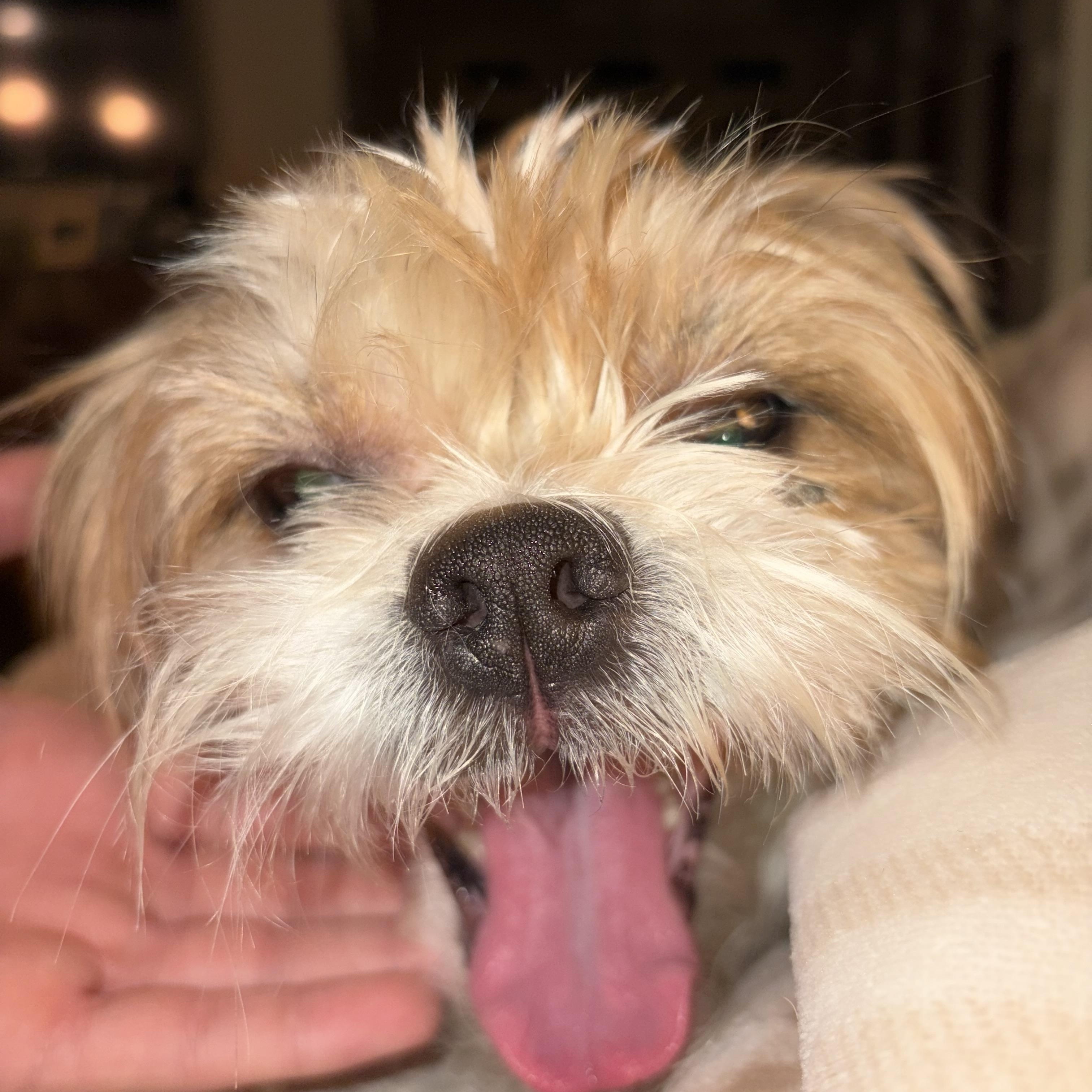 Enlarge Levi, a Adoptable mixed breed in Lovettsville, VA image 3/6