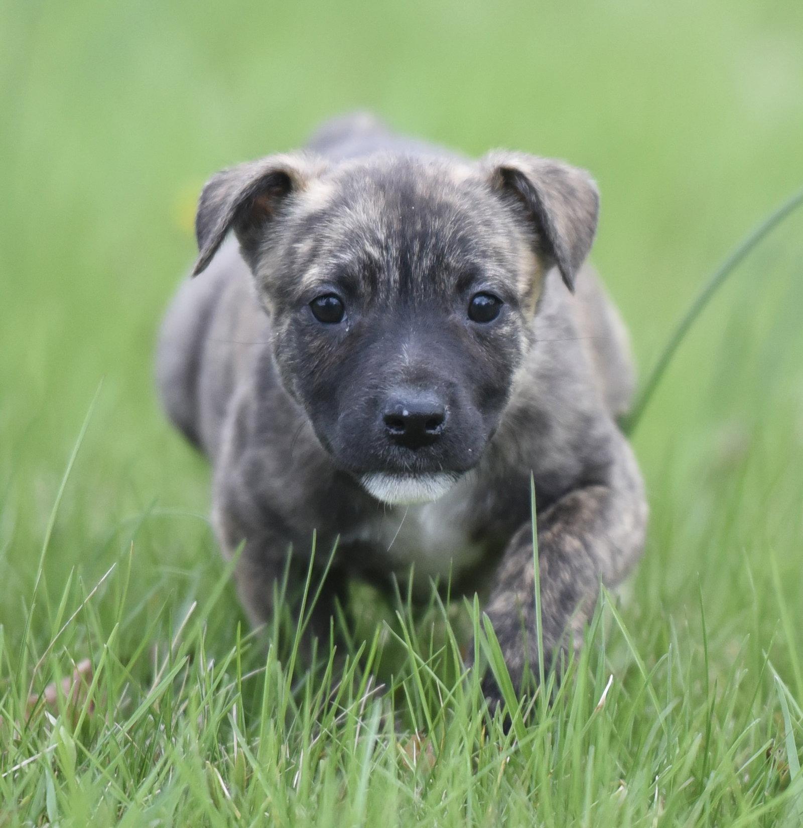 Enlarge Bianca, a Adoptable mixed breed in Mechanicsburg, PA image 1/3