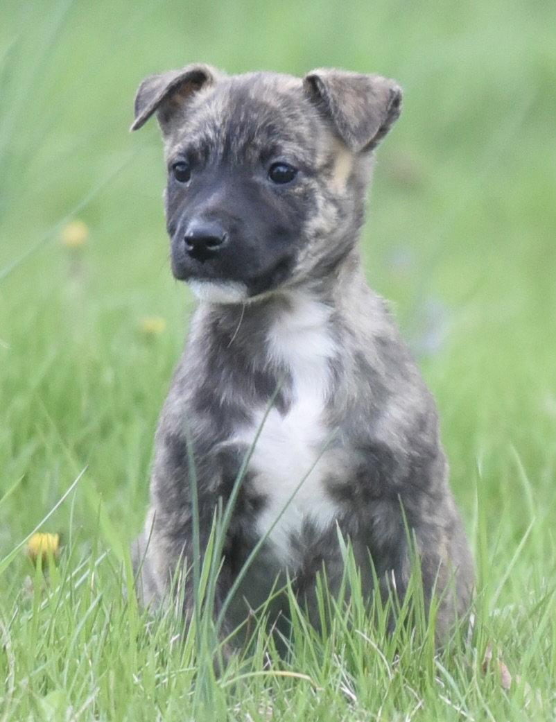 Enlarge Bianca, a Adoptable mixed breed in Mechanicsburg, PA image 2/3