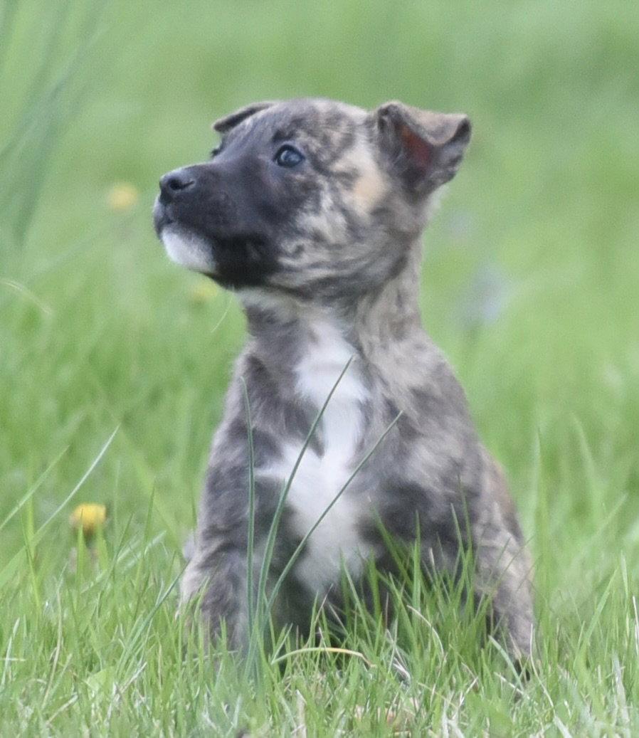 Enlarge Bianca, a Adoptable mixed breed in Mechanicsburg, PA image 3/3