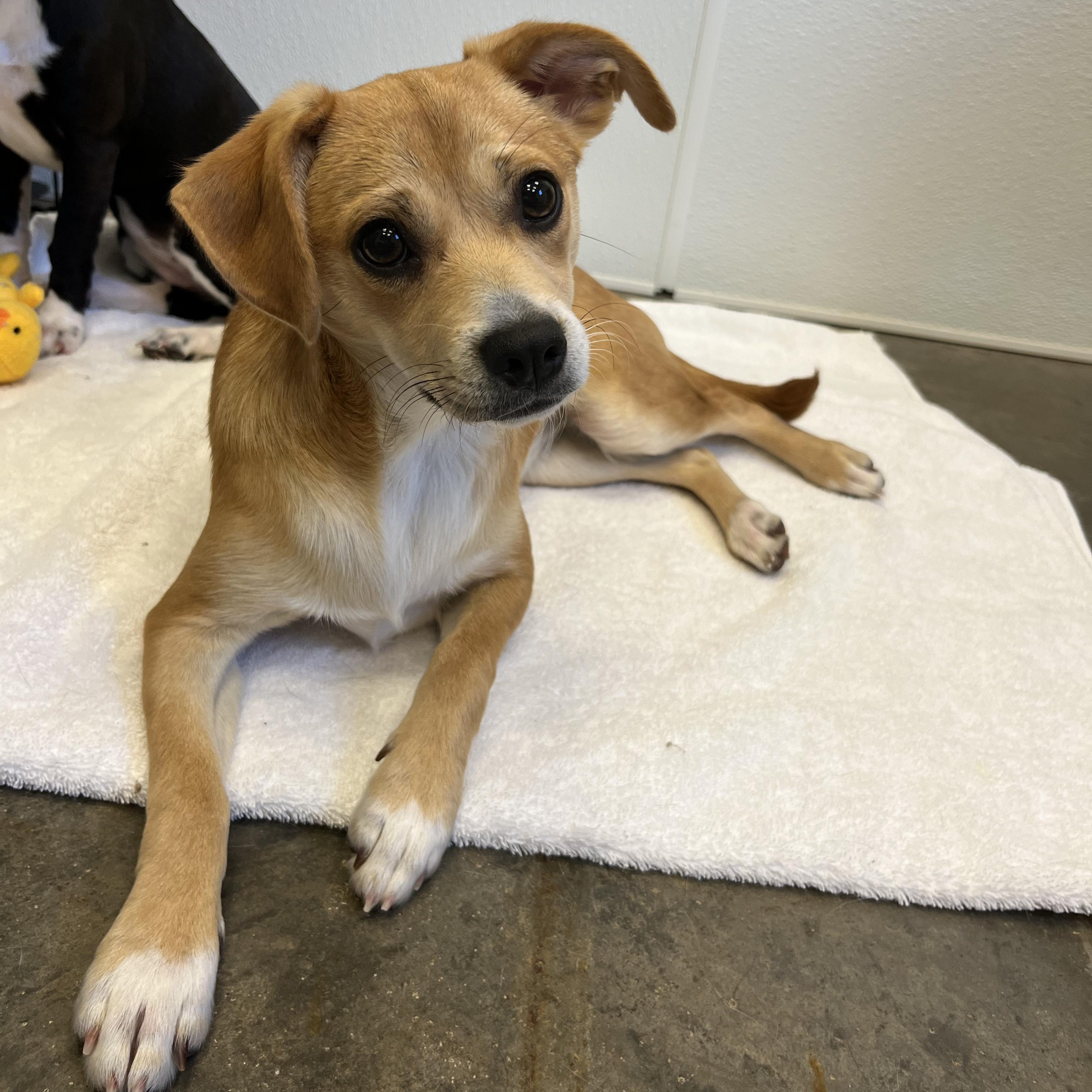 Ginger, adopted, Puppy Female Chihuahua.