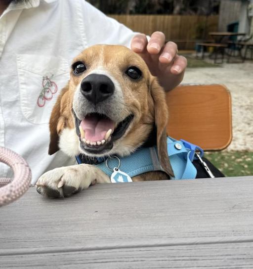 Enlarge Amos, a Adoptable mixed breed in Osteen, FL image 2/3