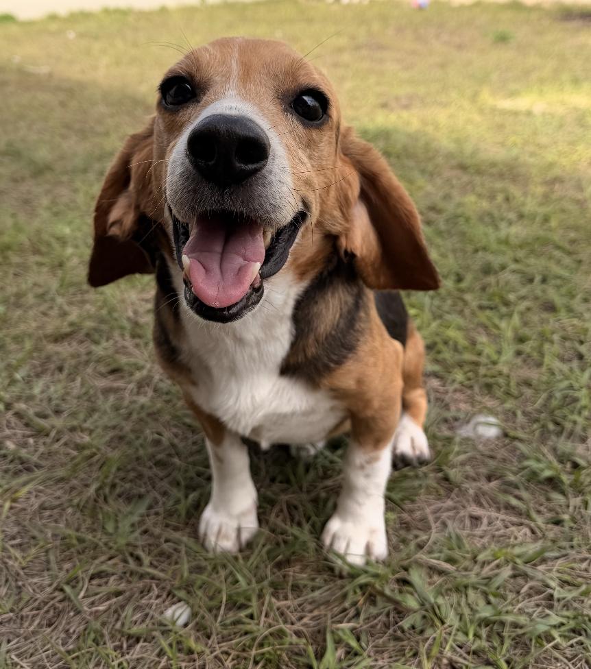 Enlarge Amos, a Adoptable mixed breed in Osteen, FL image 3/3