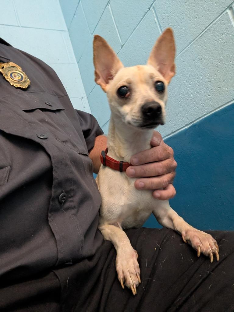 Diamond, Adopted, Adult Male Chihuahua.