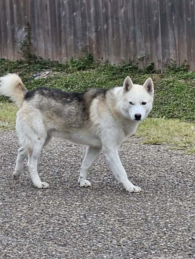 Enlarge Lucky, a Adoptable Siberian Husky in Grove City, PA image 4/6