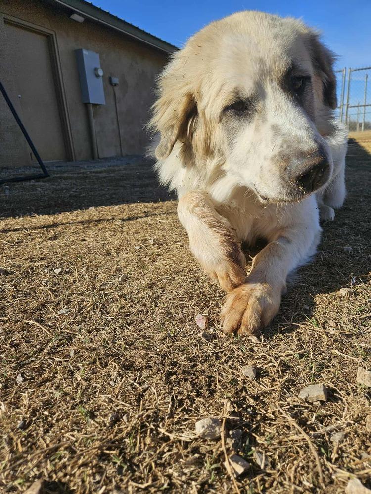 Enlarge Kong, a Adoptable Great Pyrenees in Deerfield, WI image 1/2