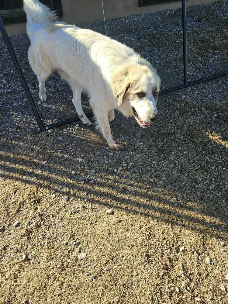 Enlarge Kong, a Adoptable Great Pyrenees in Deerfield, WI image 2/2