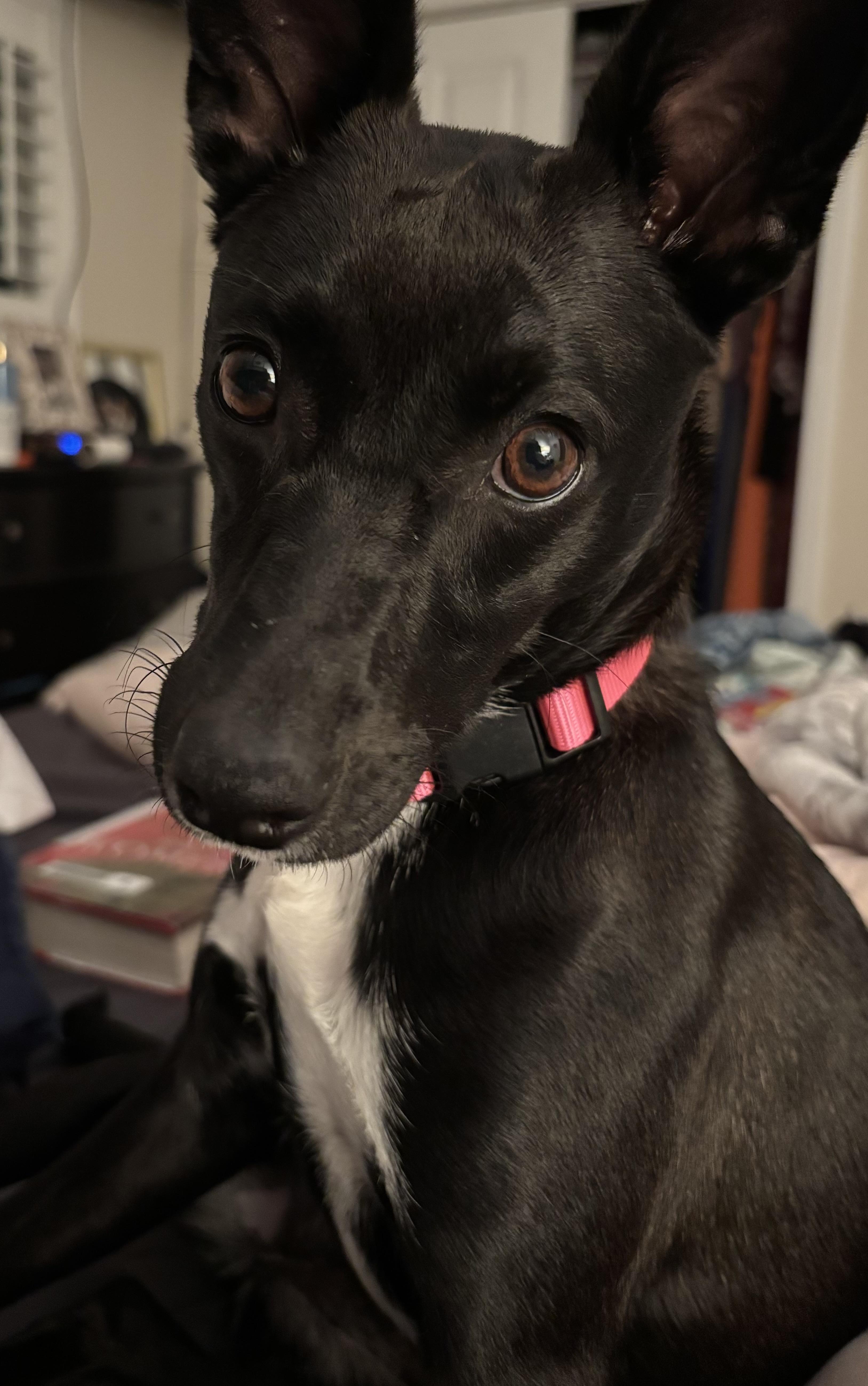 Enlarge Tara, a Adoptable mixed breed in tampa, FL image 1/5