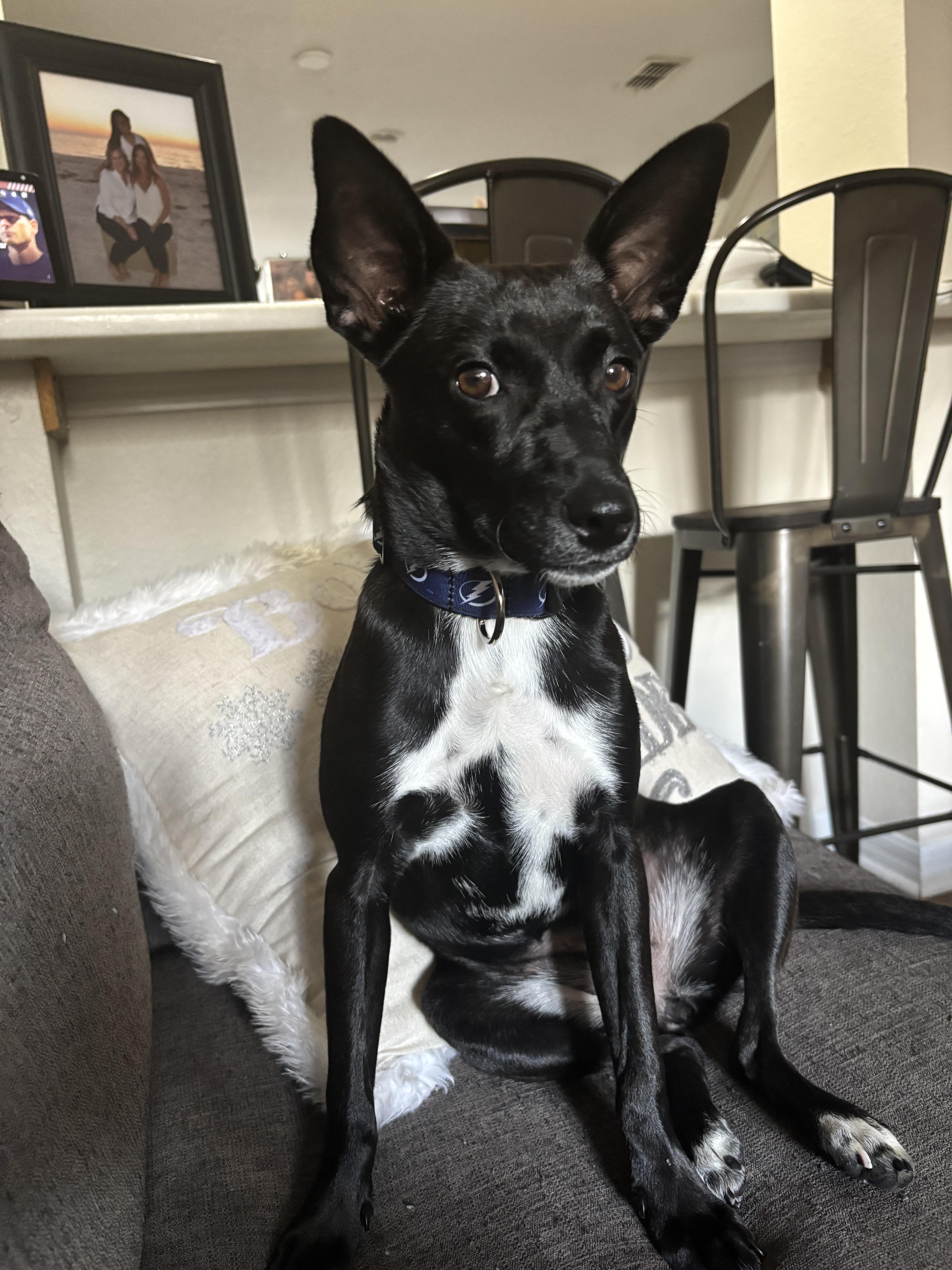 Enlarge Tara, a Adoptable mixed breed in tampa, FL image 2/5