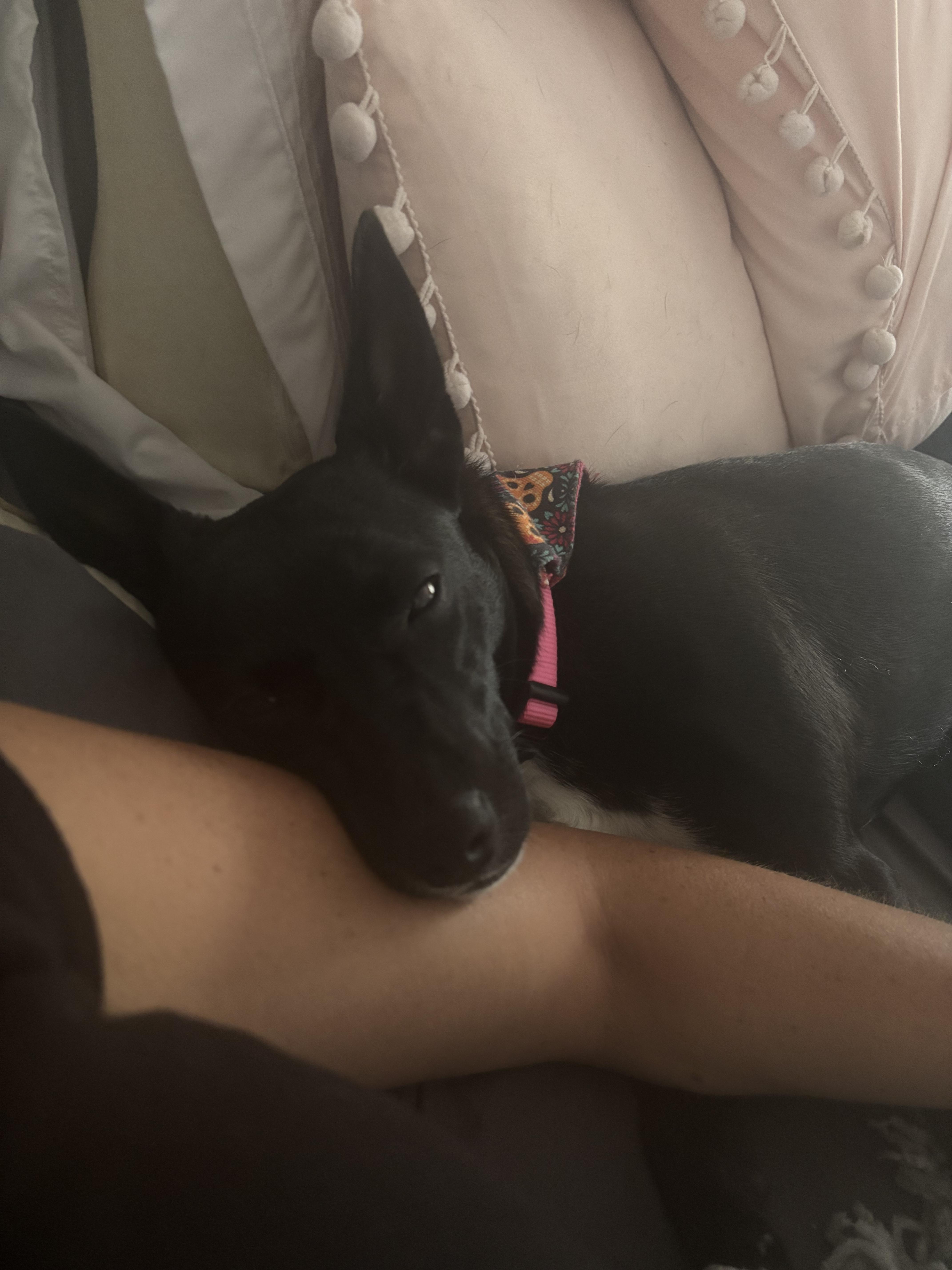 Enlarge Tara, a Adoptable mixed breed in tampa, FL image 3/5