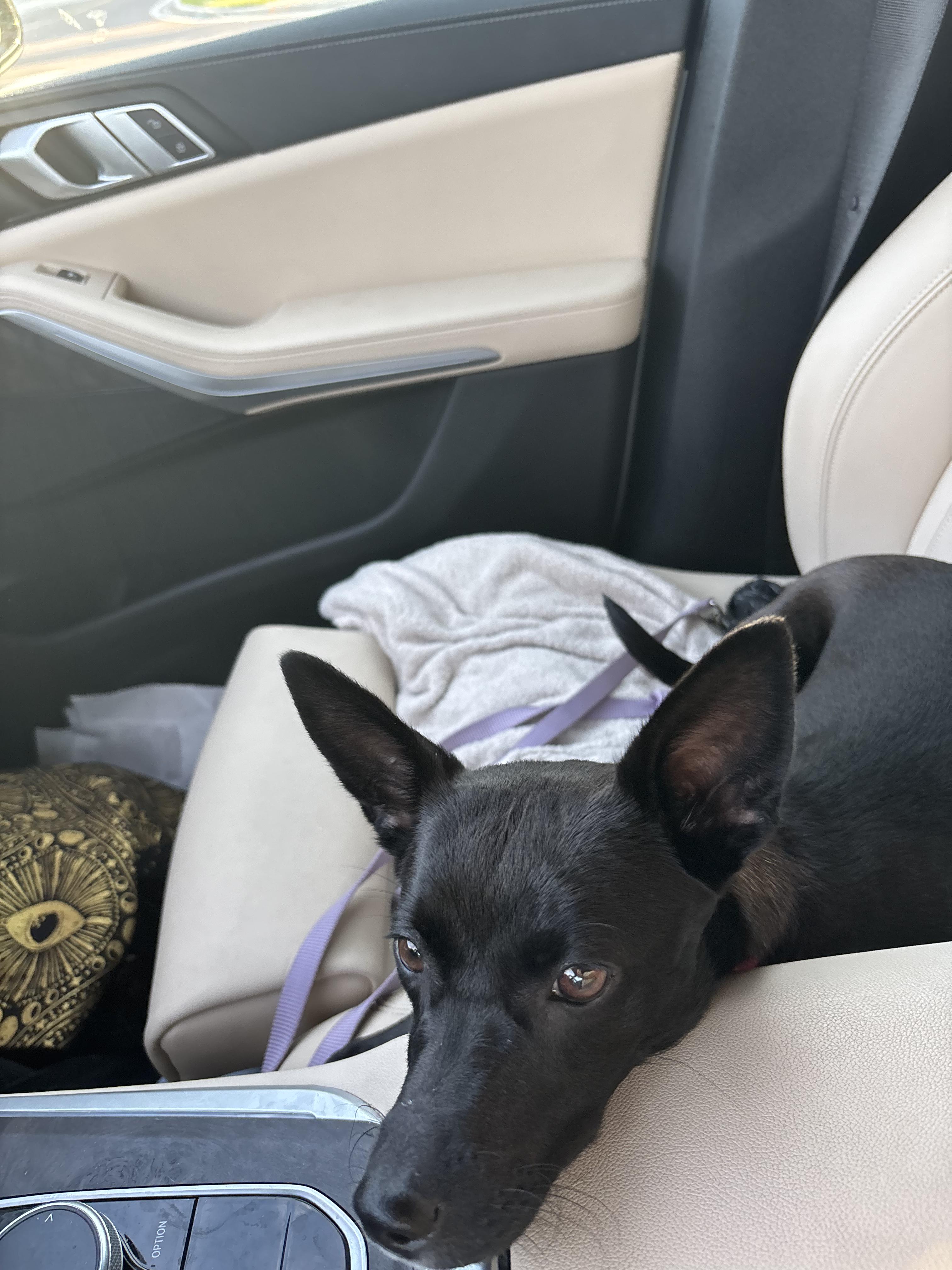 Enlarge Tara, a Adoptable mixed breed in tampa, FL image 4/5