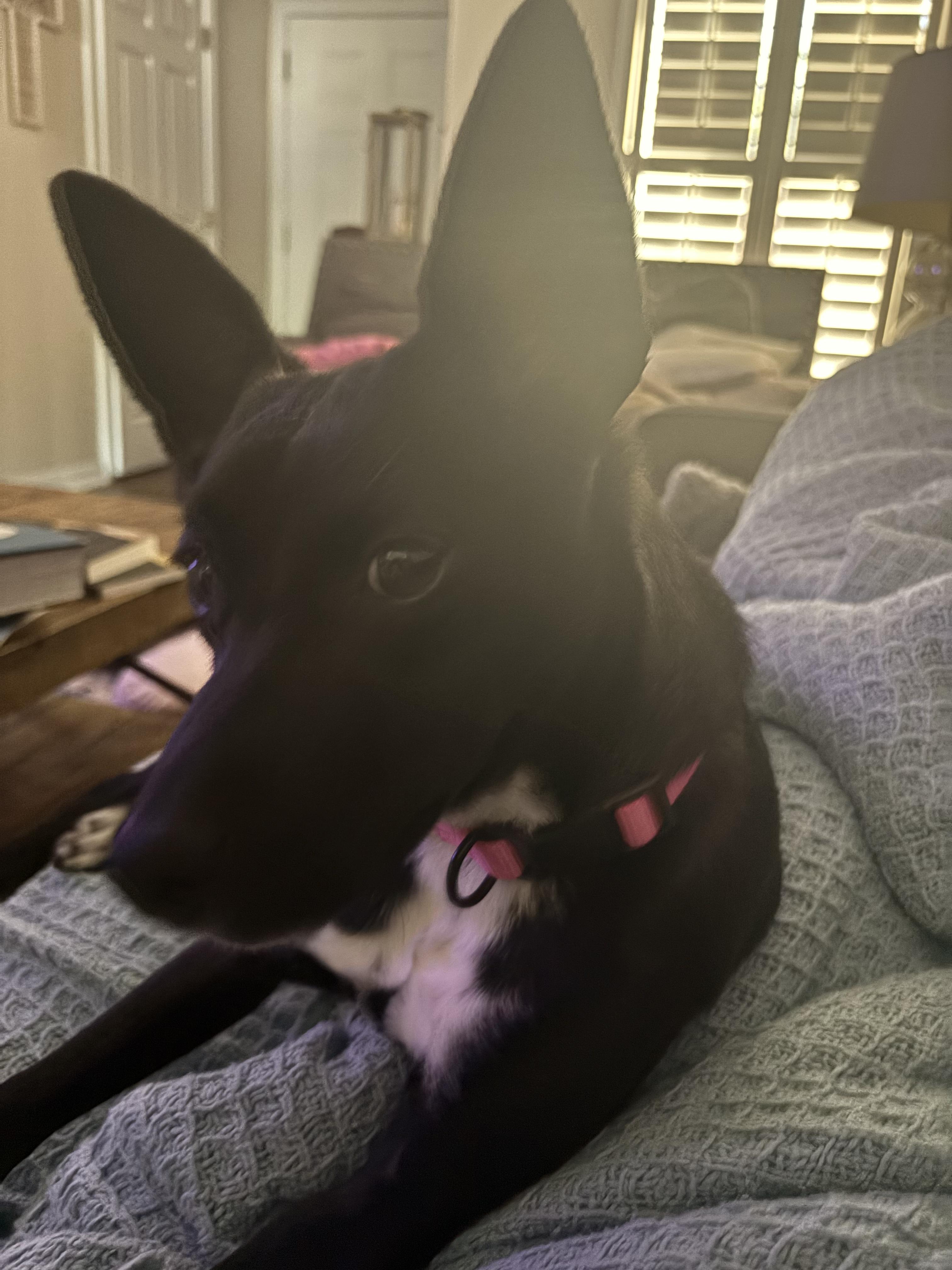 Enlarge Tara, a Adoptable mixed breed in tampa, FL image 5/5