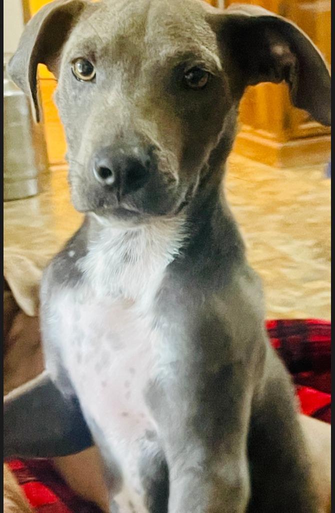 Goose, Adoptable, Puppy Male Australian Cattle Dog / Blue Heeler & Pit Bull Terrier.