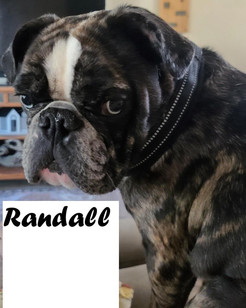 Randall, Adoptable, Young Male French Bulldog.