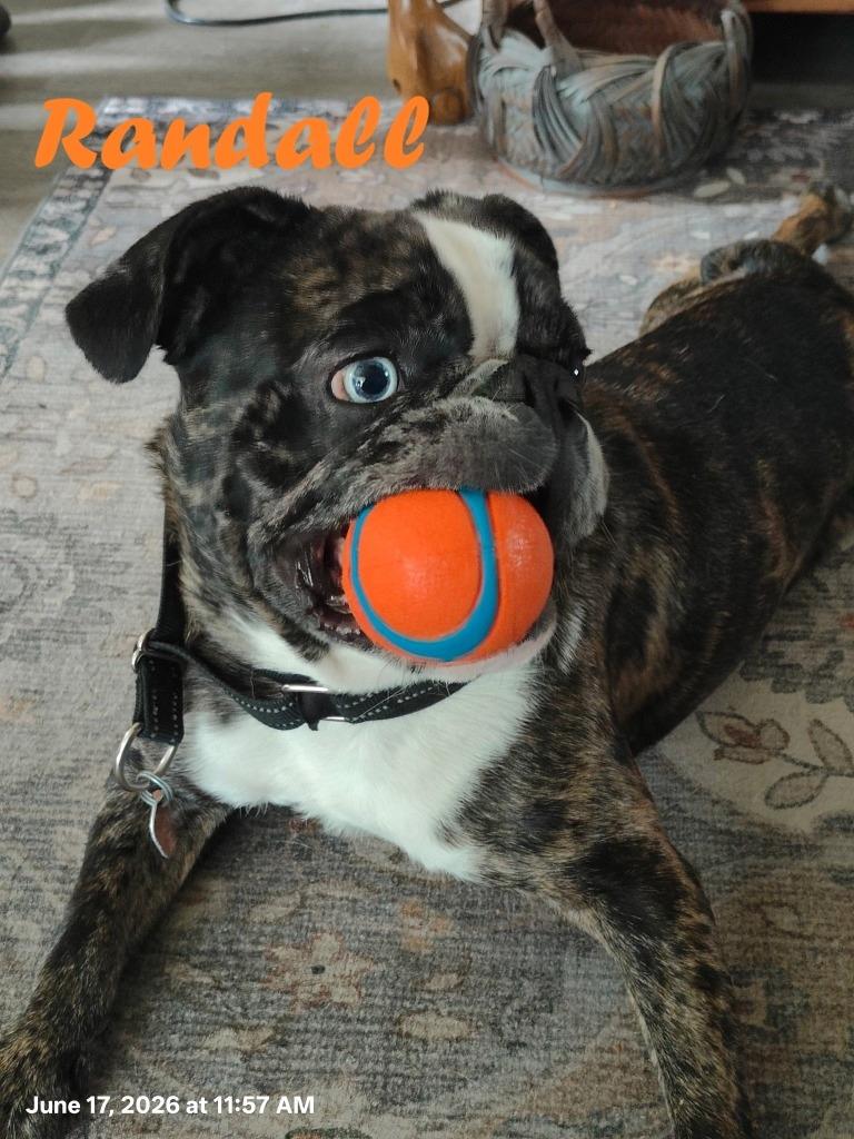 Enlarge Randall, a Adoptable French Bulldog in Owatonna, MN image 2/3