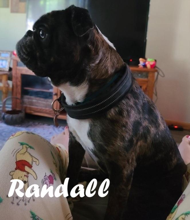 Enlarge Randall, a Adoptable French Bulldog in Owatonna, MN image 3/3